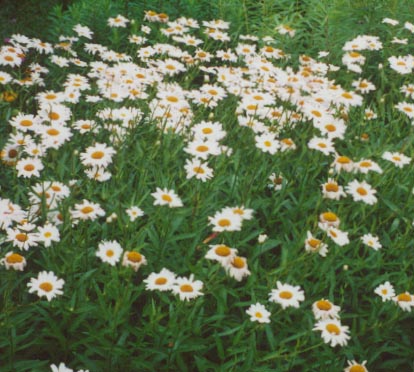 Chrysanthemum Maximum